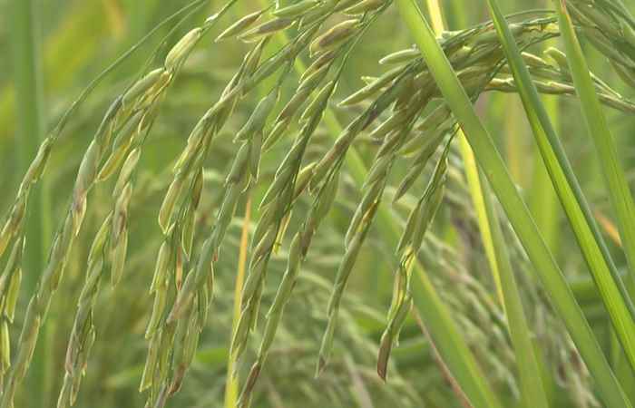 Cánh đồng hội nhập: Nhìn sướng mắt khi lúa mát cây và đầy hạt (16-12-2022)